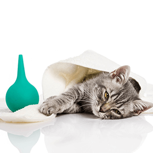 Cat First Aid - Care Advice