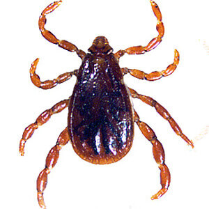 Dog Tick