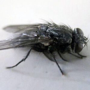 Fly Strike - Care Advice