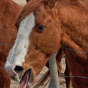 Horse Cough - Care Advice