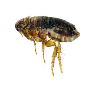 Cat Flea - Care Advice