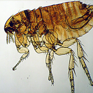 Dog Flea - Care Advice