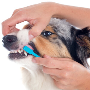 Dog Dental Care - Care Advice