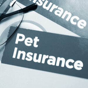 Pet Insurance - Care Advice