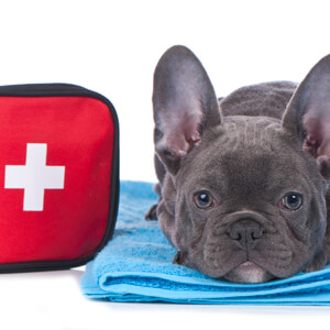 Dog First Aid - Care Advice