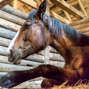 Equine Influenza - Care Advice