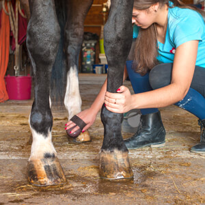 Horse Care - Care Advice