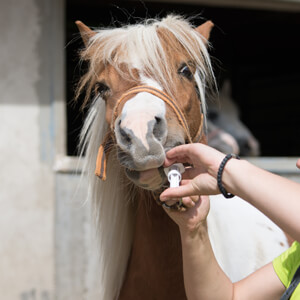 Equine Care - Care Advice