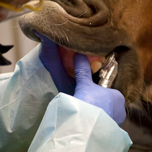 Horse Teeth Care - Care Advice