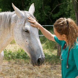 Horse Healthcare - Care Advice