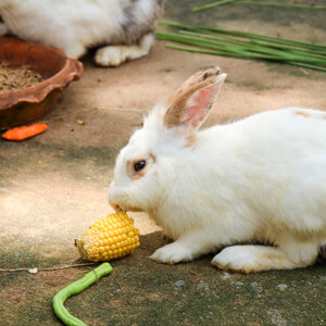 Rabbit Care - Care Advice