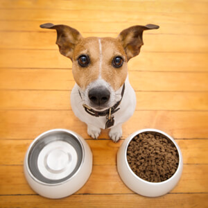 Feeding my dog - Care Advice