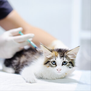 kitten care - Care Advice