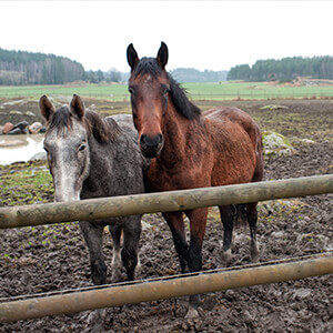 Mud Fever - Care Advice