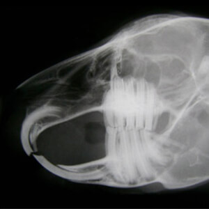 Rabbit x-ray