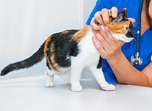 Pet Health Club