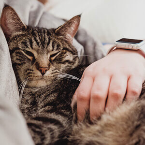 socialising your cat - Care Advice