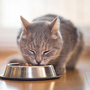 Feeding my Cat - Care Advice