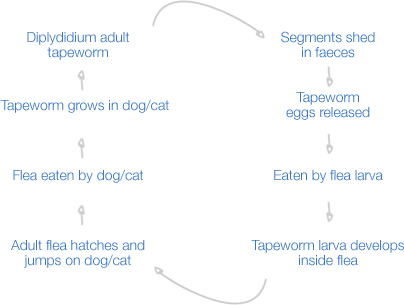 dipylidium cycle image