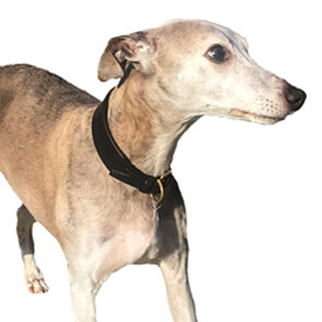 Pet Hero #10