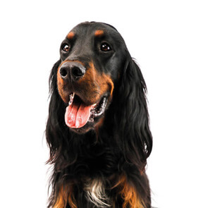 Pet Hero #4