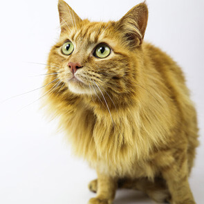 Pet Hero #5