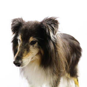 Pet Hero #6
