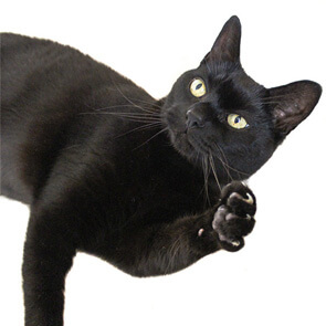 Pet Hero #8