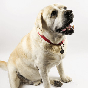 Pet Hero #9