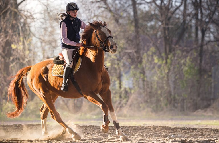 Equine Newsletter subscription