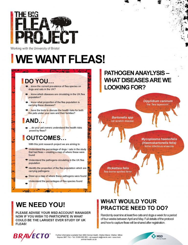Big Flea Project