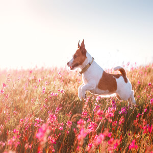 Dog Hay Fever