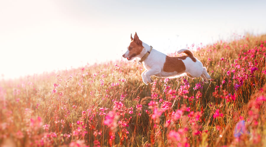 Pet Hay Fever