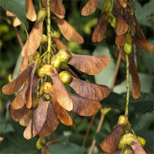 Atypical Myopathy - Sycamore Seeds