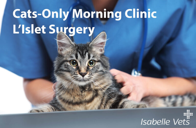 Cats-Only Clinic