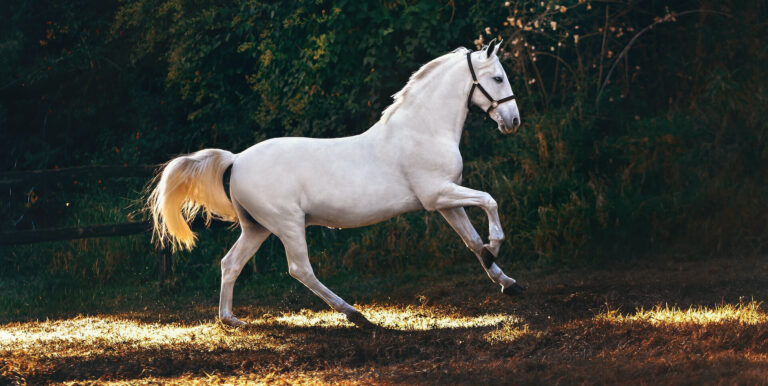 Equine Appointments